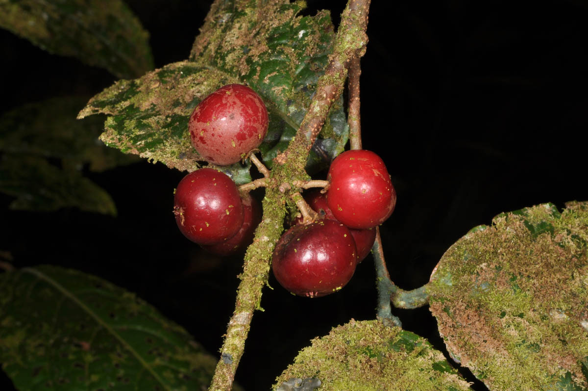 ken-takhop-thai-rukam manis,ganda